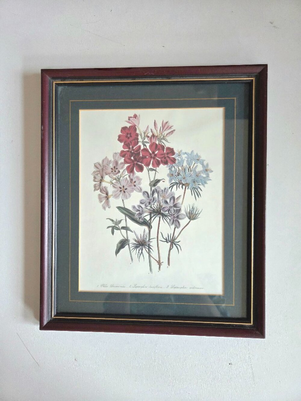 Framed Botanical Art. 13'' x 11''